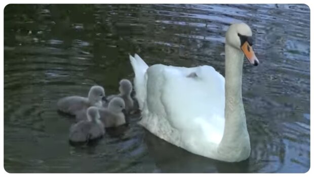 Mit Liebe und Zärtlichkeit: Mama Schwan schützt ihre acht Babies beim Baden mit den Flügeln