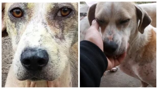 Ein Mann hat einen schwachen und abgemagerten Hund von der Straße geholt und ihn völlig verändert