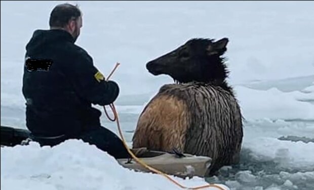 Familie rettete Elche aus gefrorenem Fluss
