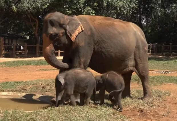 Mutter bringt seltene Elefantenzwillinge zur Welt und schreibt damit die Geschichte
