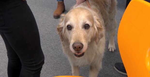 Der schwache Hund aus dem Tierheim bekommt ein zweites Leben, indem er Berge besteigt