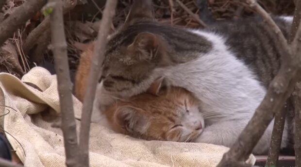 Eine Frau rettete eine schwache Katze: Am nächsten Tag “klopften” drei weitere an ihre Tür