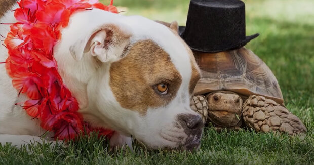 Hund sucht nach Schildkröten, die Hilfe brauchen, und macht einen guten Job