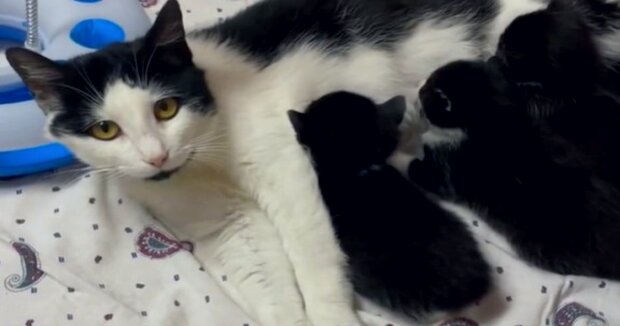 Dank des Hundes konnte die Katzenmutter ihre 7 Kätzchen den Menschen anvertrauen