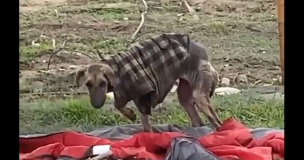 Eine Frau sah einen streunenden Hund in einer alten Jacke und teilte zwei Monate später Aufnahmen von ihm