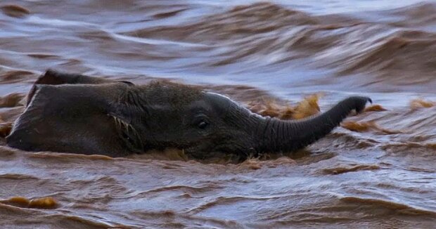 Die Elefantin sprang unter Lebensgefahr in einen wilden Fluss, um ihr Baby zu retten