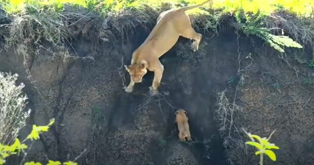 Eine furchtlose Löwin, die sich aufs Spiel setzte, begann, ihr Junges aus der Klippe zu ziehen