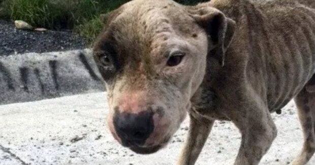Menschen fanden einen abgemagerten Hund neben einem Müllhaufen und kamen mit Futter zu ihm: Aufnahmen von dem Tier Monate später
