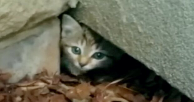Das Kätzchen versteckte sich in einem Loch unter der Wand: eine freundliche Person kam dem Baby zu Hilfe