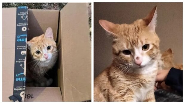 Eine streunende Katze kletterte in eine Kiste, die am Haus zurückgelassen wurde, in der Hoffnung, die Besitzer zu finden