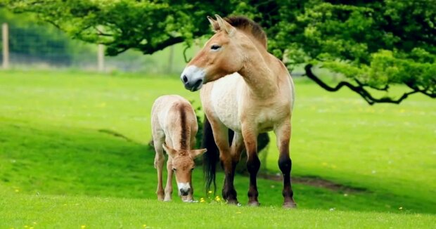 Ein Fohlen des Przewalski-Pferdes wurde in England geboren: man spricht von der Rettung dieser Tierart