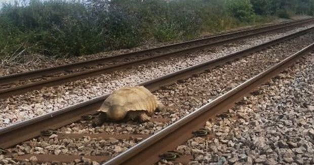 Eine riesige, einen Meter lange Schildkröte wurde dank einer Frau, die sie entdeckt hatte, von den Bahngleisen gerettet