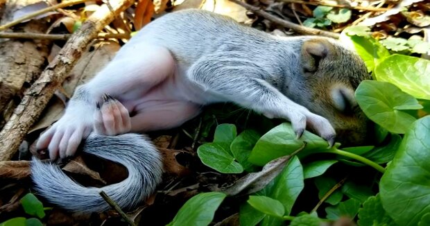 Ein Mann fand im Wald ein winziges Eichhörnchen und nahm es mit nach Hause, um es zu füttern