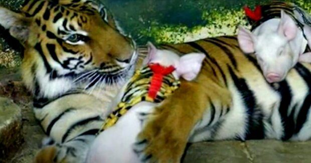 Clevere Lösung: die Ferkel wurden in gestreifte Anzüge gekleidet und mit einer Tigerin in einen Käfig gesetzt