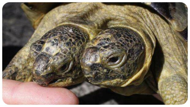 Die älteste zweiköpfige Schildkröte der Welt feiert ihren 25. Geburtstag und stellt einen Weltrekord auf