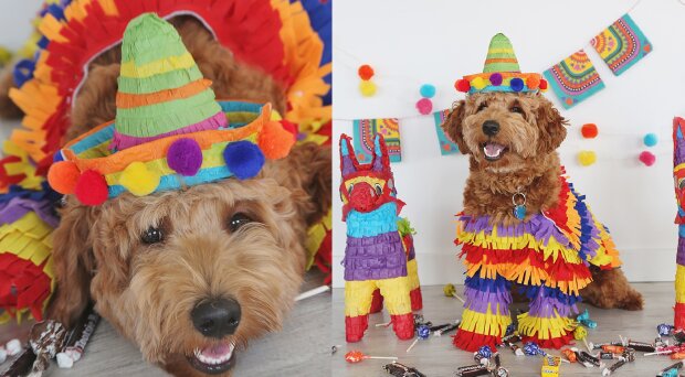 Der Hund beschloss, dem Mann zu helfen, Piñata richtig zu spielen, und brachte alle zum Lachen