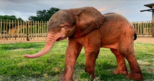 Menschen haben ein seltenes Elefantenbaby in freier Wildbahn gerettet und sich um seine Genesung gekümmert