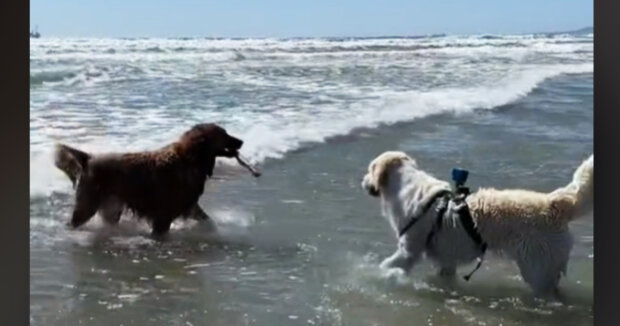 Ein Hund lief ins Meer, um einen Stock für einen anderen Hund zu holen, der Angst vor Wasser hat