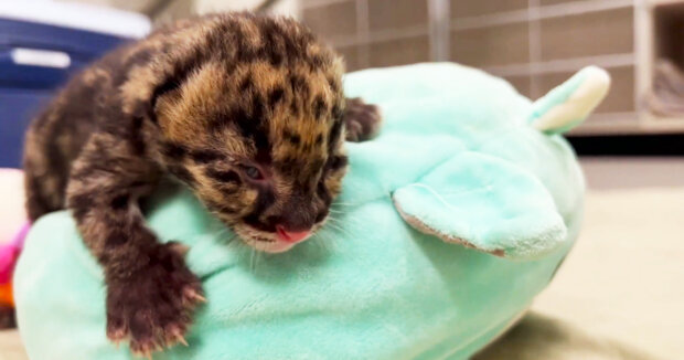 In zwei Zoos wurden Tigerzwillinge geboren: Tierschützer zeigen Bilder von den Babys