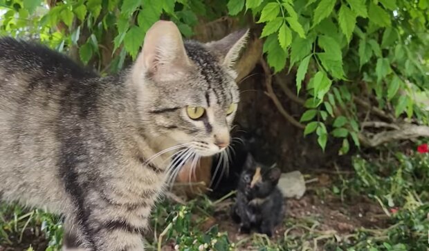 Eine freundliche Katze nahm die verwaisten Kätzchen auf, die dringend Hilfe brauchten