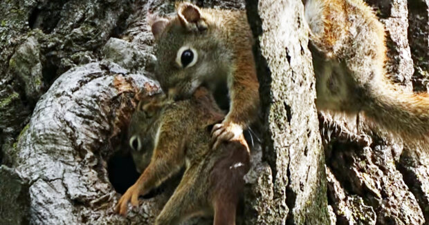 Mutterinstinkt: Ein Eichhörnchen rettete sein Junges und brachte es in die Höhle zurück