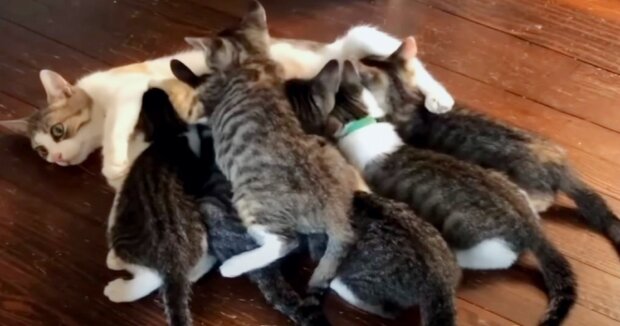 Eine streunende Katze mit großem Herzen hat beschlossen, sich um 10 Kätzchen zu kümmern