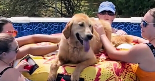 Ein zufälliger Hund beschloss, sich der Poolparty anzuschließen: Die Leute waren froh, einen neuen Gast zu haben