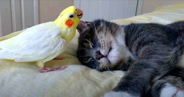 Der Vogel liebt seinen pelzigen Freund sehr und erlaubt sogar seinen Haltern nicht, ihn zu streicheln