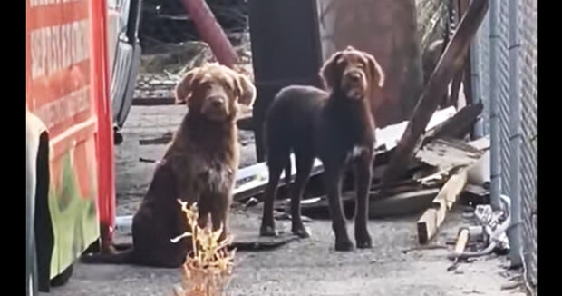 Zwei Hunde leben seit einer Woche in der Nähe der Bahngleise und warten auf die Rückkehr ihrer Besitzer