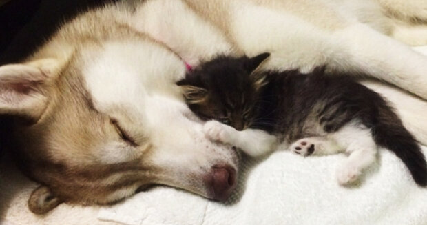 Rosie hat eine große Familie: Ein kleines streunendes Kätzchen hat dank dreier Huskys überlebt