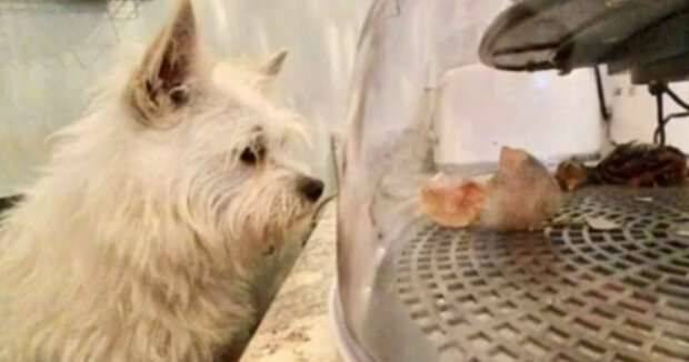 Ein Hund fand ein Ei und brachte es seiner Besitzerin: Die Frau rettete einen kleinen Freund für ihr Haustier