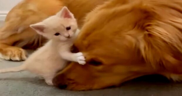 Das Kätzchen will viel Aufmerksamkeit und Fürsorge, also umarmt das Kind jede Katze und jeden Hund, die es trifft