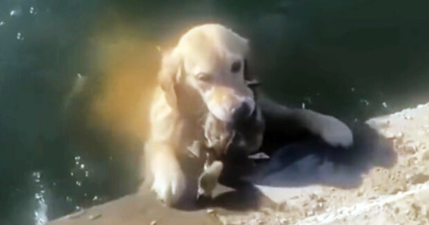 Ein Labrador wollte einem Entenküken helfen, das allein in einem See schwamm