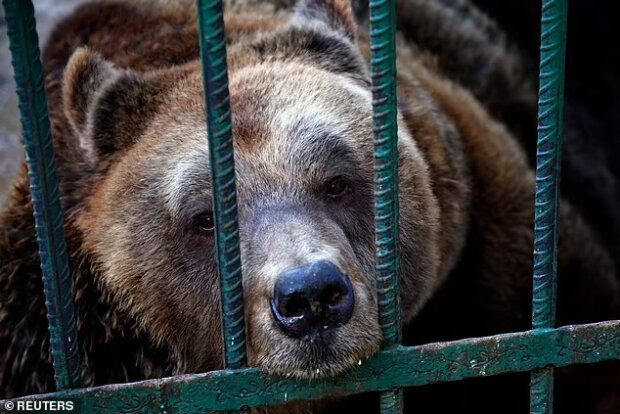 Der Bär, der 20 Jahre in einem Käfig lebte, wurde endlich gerettet