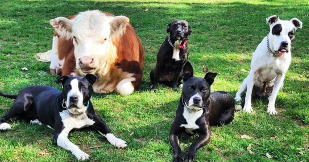 Haru spielt gerne mit seiner Familie: eine Mini-Kuh, die ihre Herde verloren hat, wurde von Hunden adoptiert