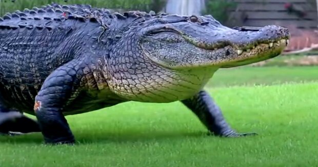 Alligator verschluckte den Quadcopter eines Fischers vor der Kamera