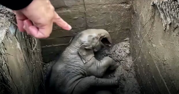 Das Rettungsteam verbrachte 3 Stunden damit, ein Elefantenbaby und seine Mutter zu retten, die in die Kanalisation gefallen waren