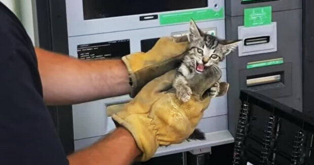Feuerwehrleute retteten ein Kätzchen, das in einem Geldautomaten steckte: Das Baby erholt sich und bekommt die notwendige Pflege