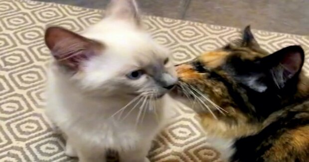 Die mürrische Katze wurde liebevoll und fürsorglich, als die Familie ihr Kätzchen vorstellte