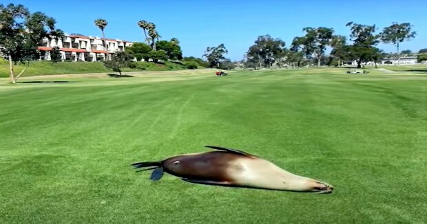 Eine schwangere Seelöwin kam selbst zum Golfplatz: ein Rettungsteam kam zur Hilfe