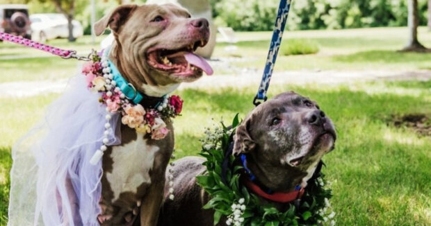 Ein besonderer Tag im Tierheim: Die Mitarbeiter veranstalteten eine Hochzeit für ein älteres Hundepaar