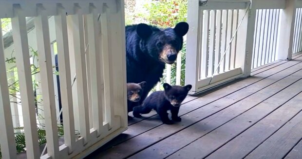 Die Frau fand eine Bärenfamilie in ihrer Küche, die wegen des Geruchs von Pfannkuchen ins Haus kam
