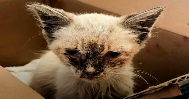 Gute Menschen nahmen eine magere obdachlose Katze mit nach Hause: ein paar Monate später teilten sie Bilder des neuen Familienmitglieds