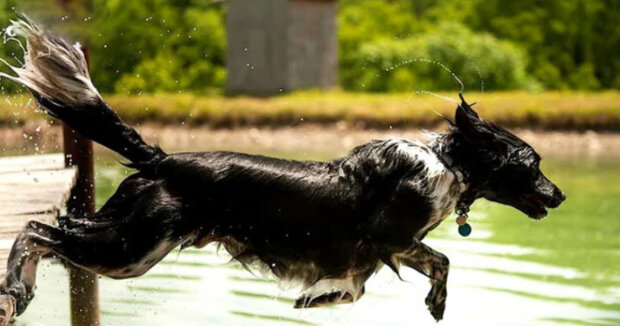Hund rennt aus dem Haus, um sein geliebtes Herrchen aus dem Pool zu retten