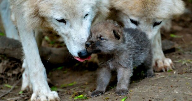 Zum ersten Mal seit 17 Jahren wurde ein roter Wolfsbaby geboren, von dem es nur noch 15 auf der Welt gibt