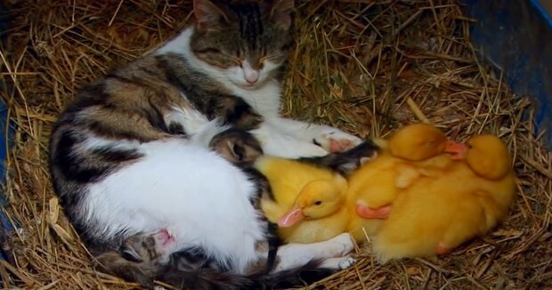 Eine fürsorgliche Katze begann sich um Entenküken zu kümmern, als wären es ihre eigenen Babies