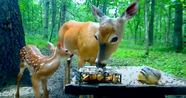 Reh mit einem Rehkitz in der Natur gesellte sich zum Mittagessen zum Streifenhörnchen