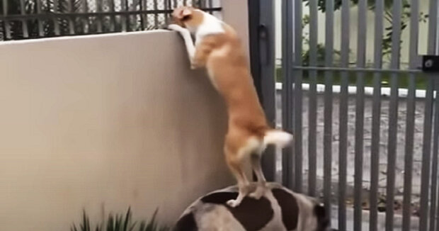 Mann baut einen speziellen Zaun für seine Hunde, die gerne die Nachbarn beobachten